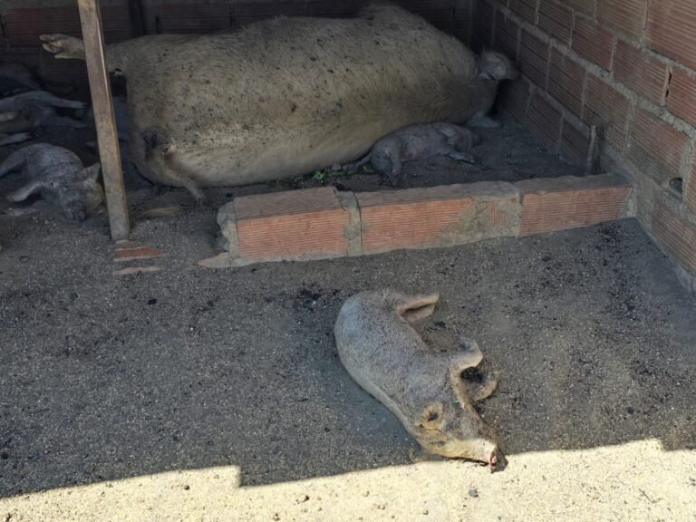 Cien animales quemados y pérdidas millonarias en incendio de Km 14