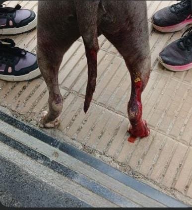 El perro de la persona baleada en el Pasaje Venter también recibió un disparo