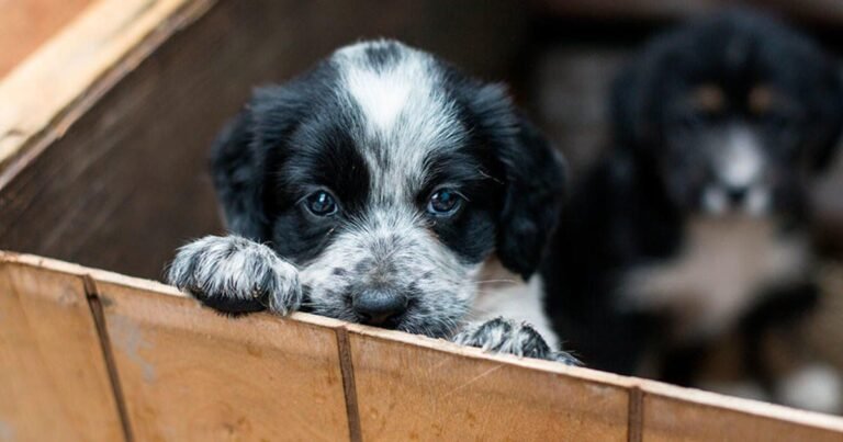 Este sábado habrá una nueva jornada de adopción para perros y gatos en el Centro