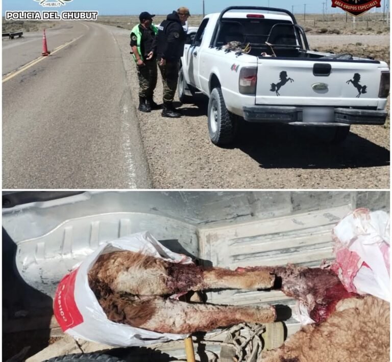 Ruta 26: sorprenden a un conductor con carne de guanaco en su vehículo