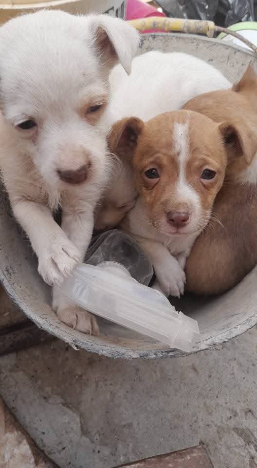 Cinco perritos fueron abandonados durante el temporal de viento y necesitan una familia