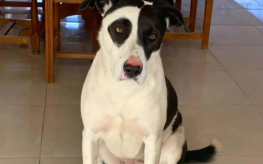 Aumentaron la recompensa para encontrar a Frida: “La casa se siente tan vacía sin vos”