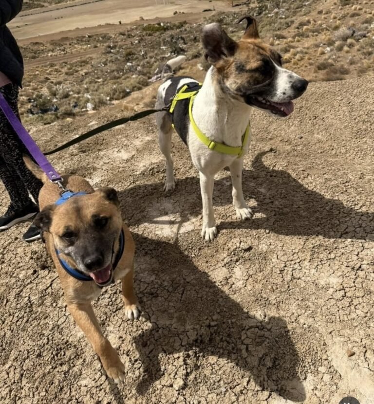 “Sus noches son en soledad, jaula y encierro”: buscan familias para los perros del dispensario canino