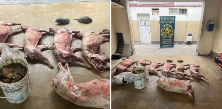Interceptaron un vehículo con siete capones faenados, un corderito vivo y piches