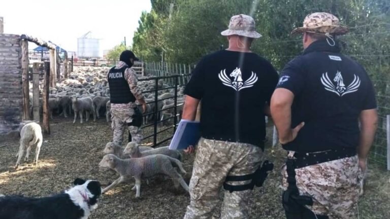 Desmantelan una presunta red de abigeato: armas, millones de pesos y miles de ovinos secuestrados