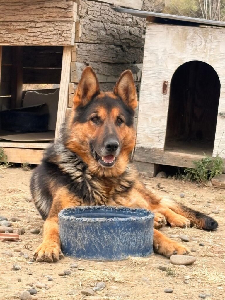 Buscan adopción para Max, un ovejero alemán que sufrió maltrato