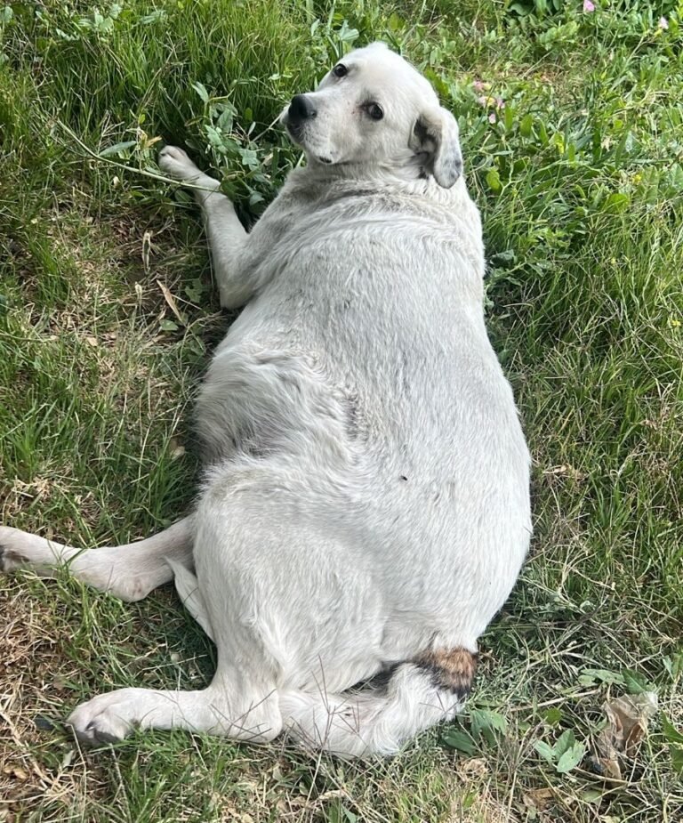 Sobrevivió al abandono: estaba preñada con sus bebés muertos y hoy necesita una familia