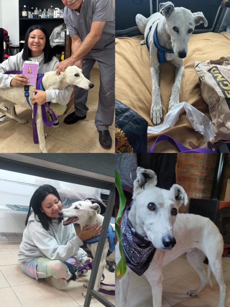 Nonita dejó atrás el abandono y ya está a salvo: se recupera en un hogar de guarda