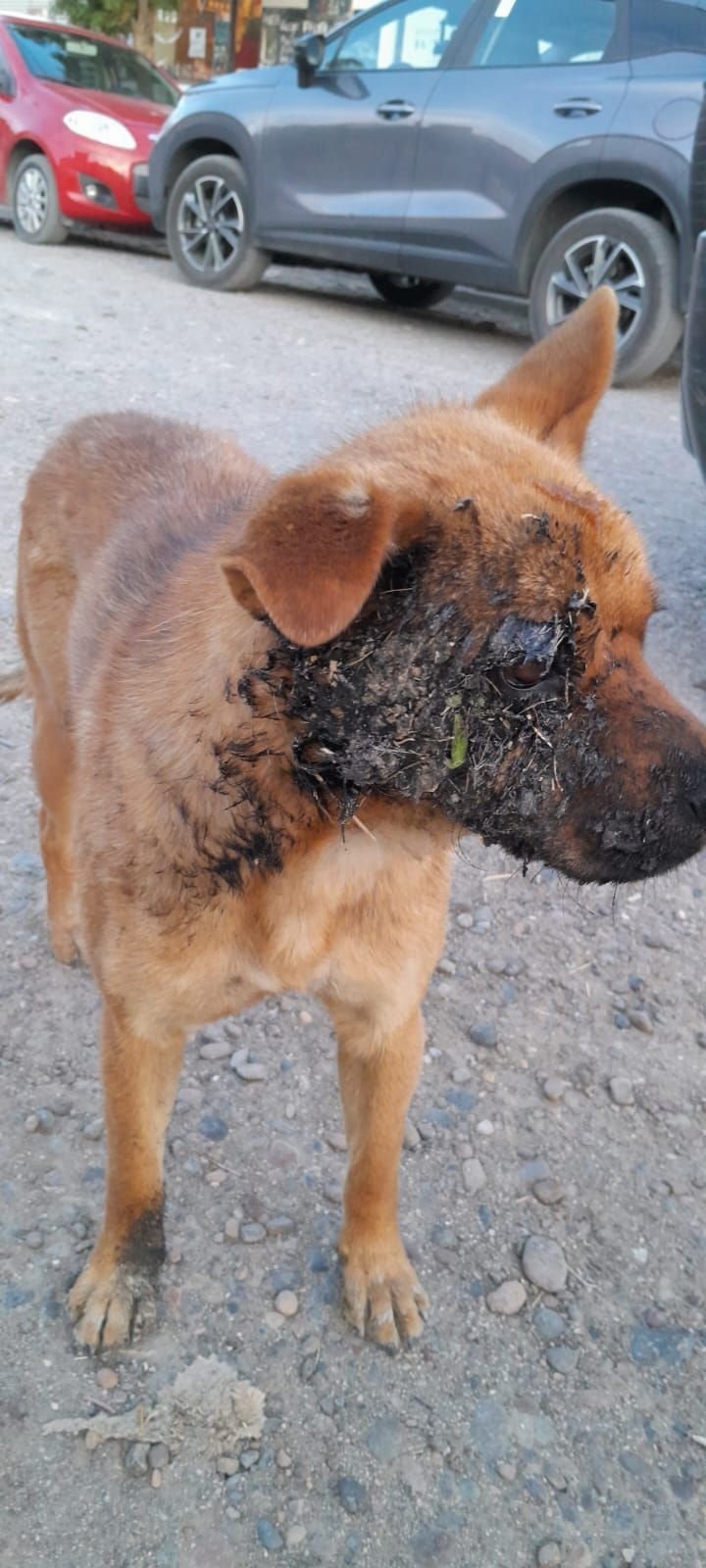 Crueldad animal: denuncian que una perra fue quemada con pirotecnia en zona norte