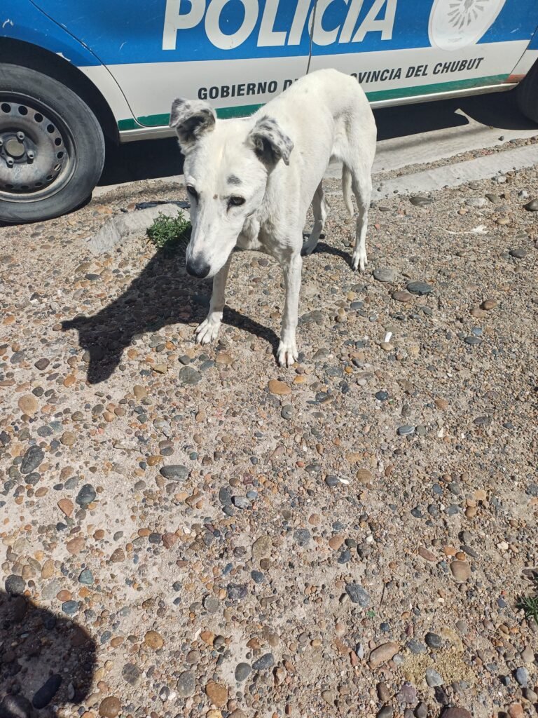 Rescataron a un perro tras un allanamiento: estaba desnutrido y con infección por garrapatas