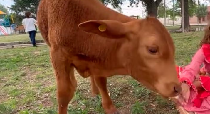 Conmoción: delincuentes carnearon al ternero “Berni”, la mascota de una escuela primaria