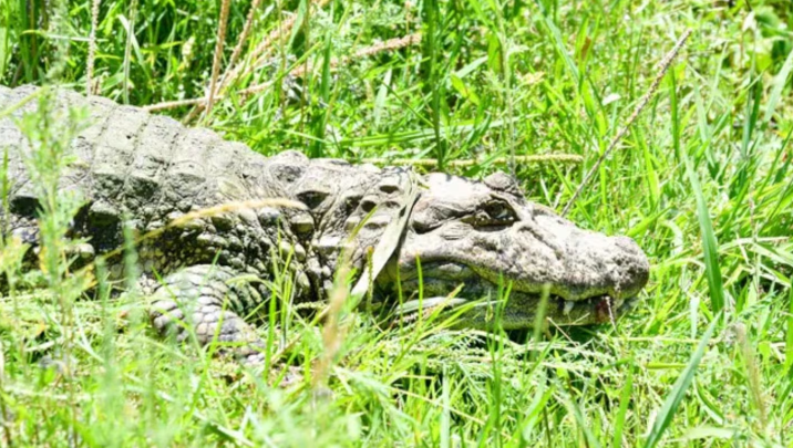 Liberaron en Santa Fe a Ricardito, un yacaré overo que vivió más de 10 años fuera de su hábitat