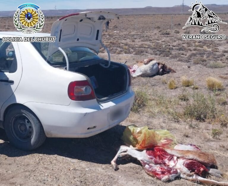 Decomisan 12 piezas de guanaco en la ruta 26 e inician acciones legales por caza furtiva