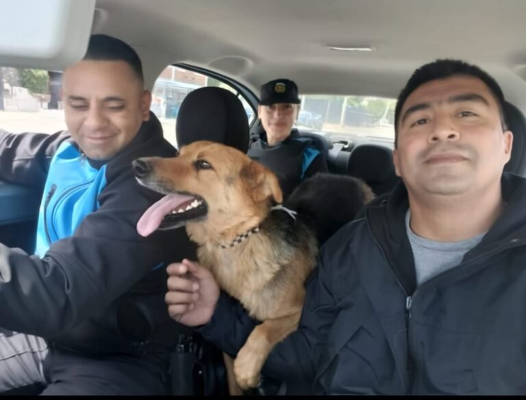 Rescate animal: una perra fue liberada tras más de un año de cautiverio
