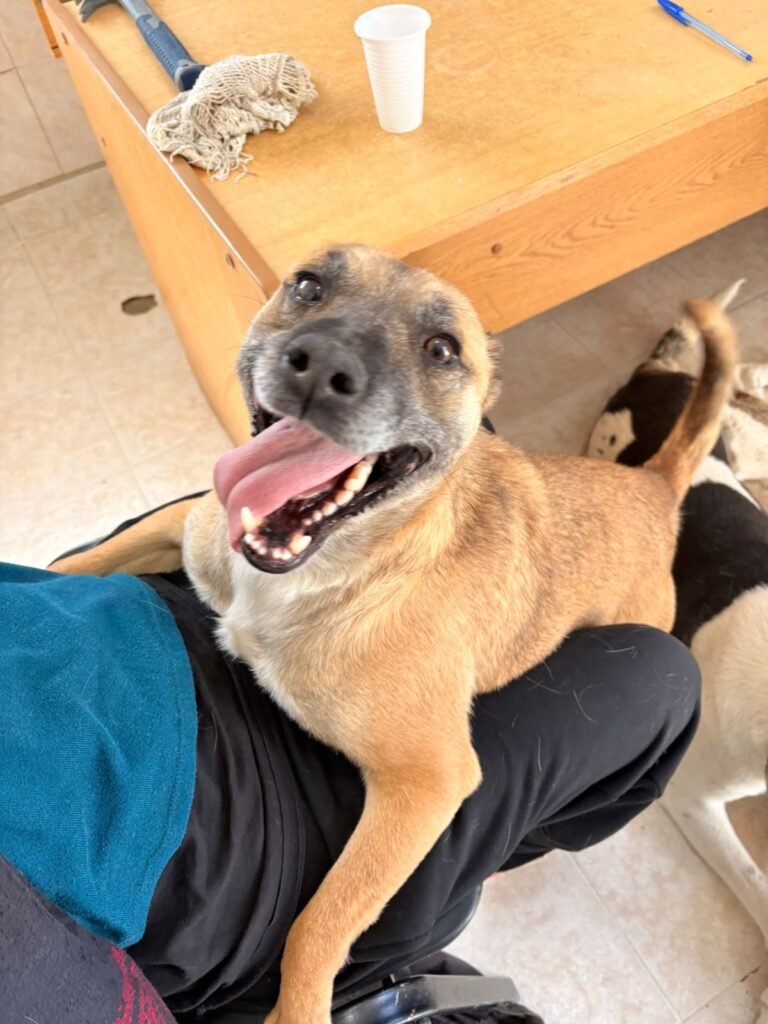 Pocho lleva dos años encerrado en el dispensario a la espera de un hogar