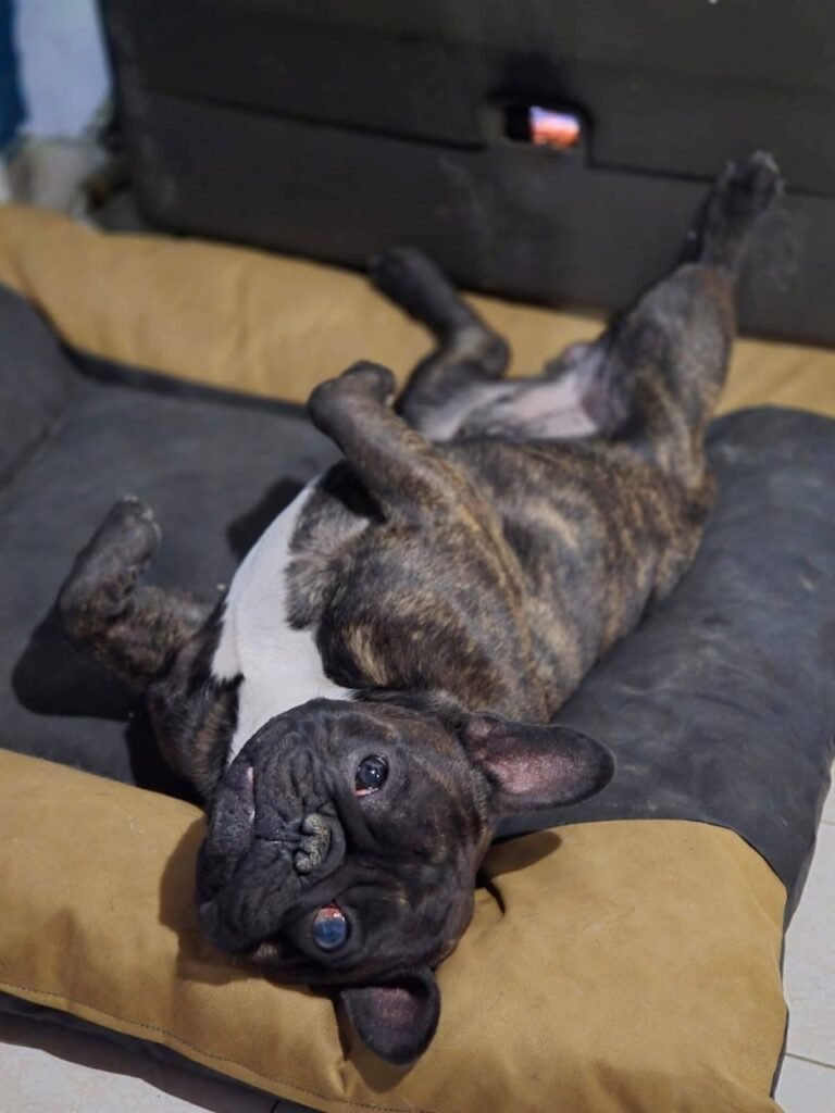 Duke perdió la visión y su familia organiza una venta solidaria para costear sus cirugías