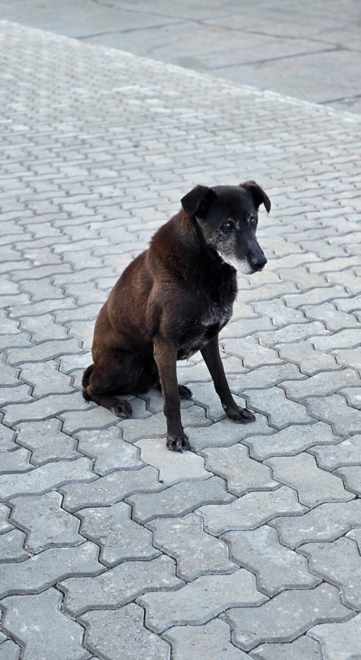 Desesperada búsqueda de Negrito, perdido durante los festejos de Navidad
