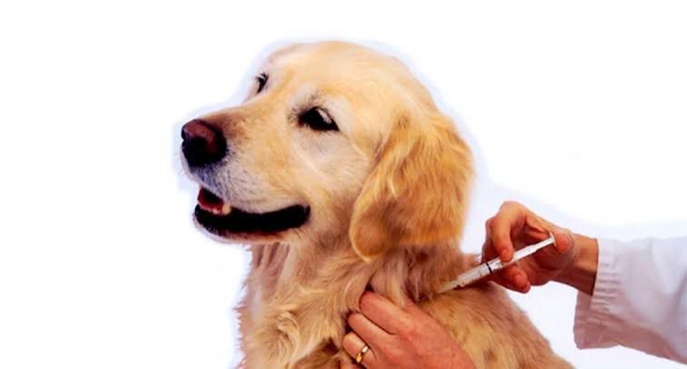 Realizarán una jornada gratuita de vacunación antirrábica en Km 3