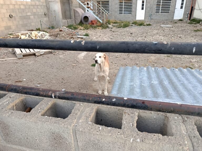 Un allanamiento en Km 14 permitió rescatar a una perra en estado de abandono y desnutrición