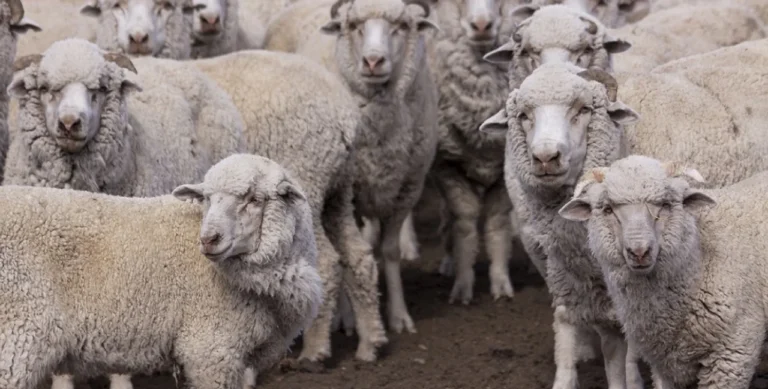Declaran alerta sanitaria por un brote de sarna ovina en Chubut: qué medidas se aplicarán