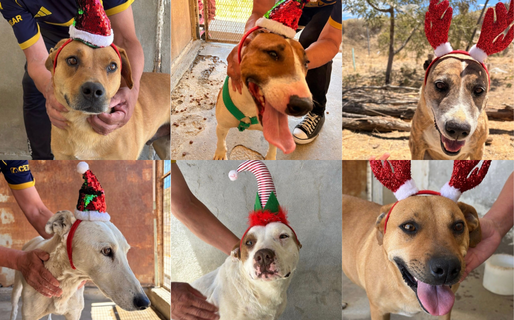 Una oportunidad para cada historia: los perros del Dispensario buscan hogar