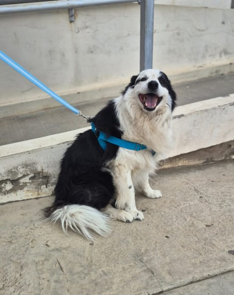 Esterilización gratuita: este jueves se entregan los turnos telefónicos