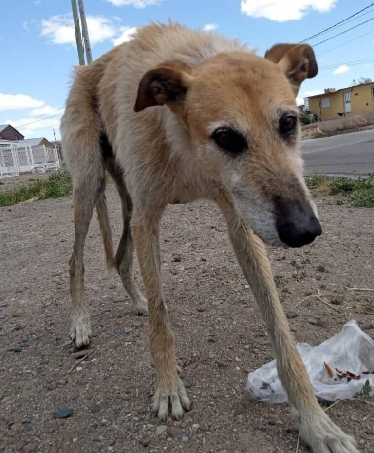 Buscan hogar urgente para Larguirucho, un perro mayor rescatado de la calle