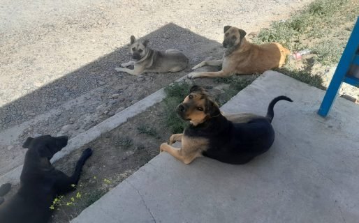 “Hoy no tengo alimento para darles”: el pedido de una mascotera que asiste a animales callejeros