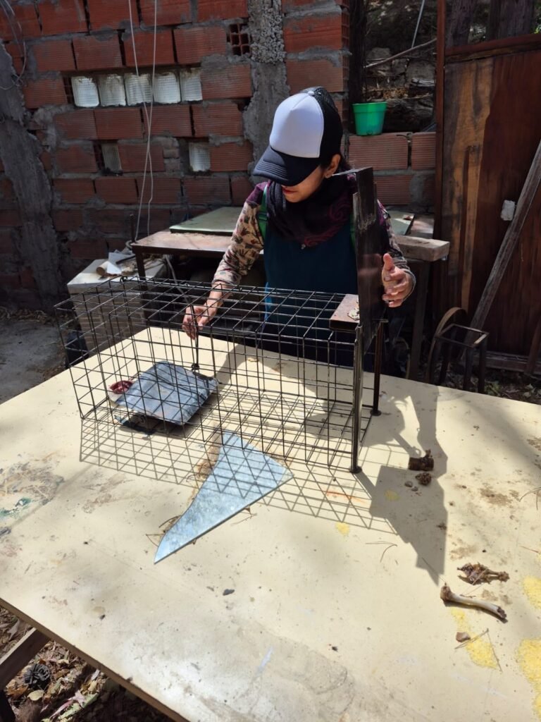 Esperanza y compromiso: colocan jaulas trampa para reencontrar animales con sus familias en Sismográfica