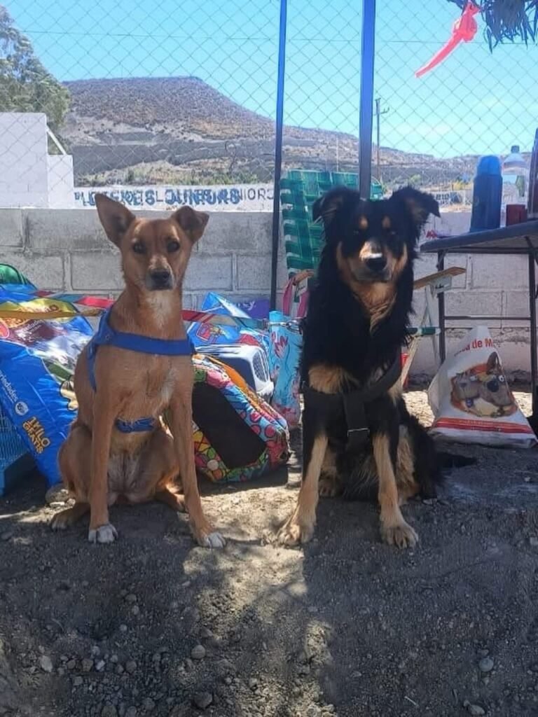 Buscan un hogar para dos perros rescatados de Sismográfica: “Son inseparables”