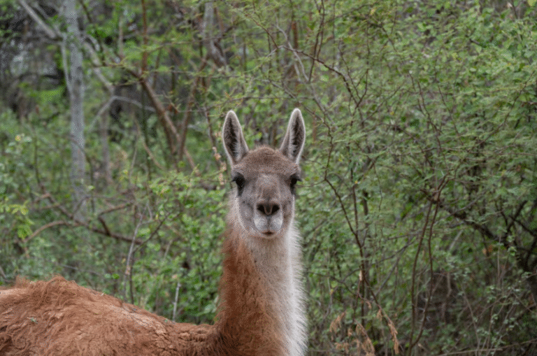 Cazaron y faenaron un guanaco en Nahuel Huapi: la Justicia les impuso una multa de $6 millones