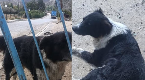 A puro corazón: rescatan animales de Sismográfica y solicitan tránsitos solidarios