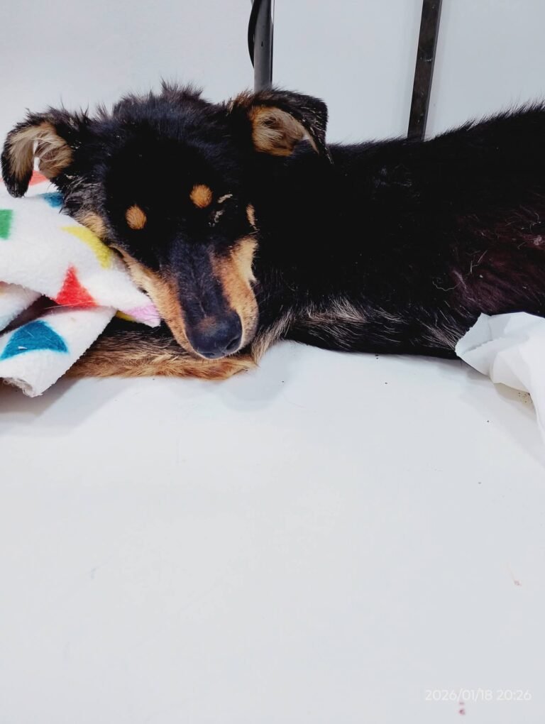 Crisis en Sismográfica: Rescatistas advierten sobre animales atrapados y en riesgo por los derrumbes