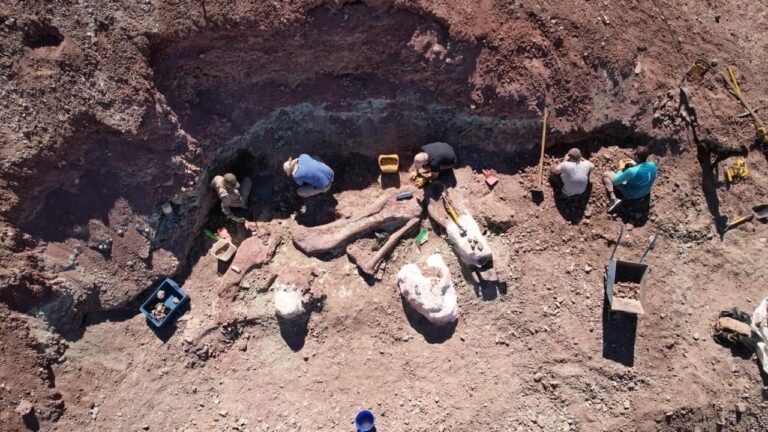 Nueva campaña paleontológica para identificar sitios con restos fósiles