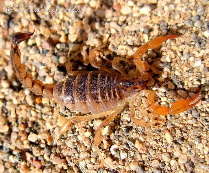 Brindan recomendaciones para evitar picaduras o mordeduras de animales ponzoñosos 