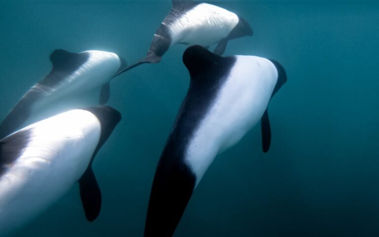 Tonina overa: el pequeño delfín que sorprende en las costas de Chubut