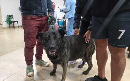 Una comodorense ofrece tránsito para perros de familias afectadas por el deslizamiento del Cerro Hermitte