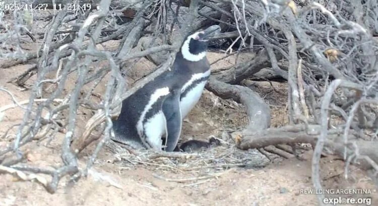 El CONICET realiza un nuevo streaming, esta vez con pingüinos en Chubut