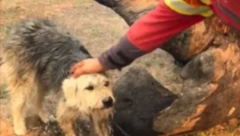 Gestos que conmueven: Brigadistas auxilian a un perro exhausto por escapar del fuego