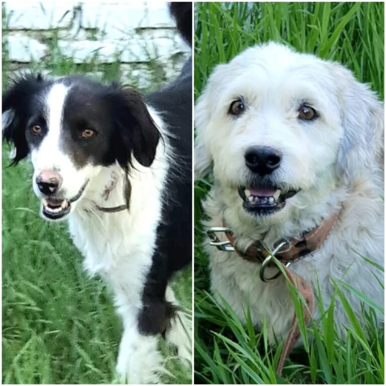 “Son inseparables y se cuidan entre ellos”: piden adopción para dos perritos rescatados de Sismográfica