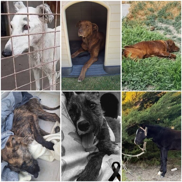 Maltrato animal: fijaron fechas para las audiencias y convocan a la comunidad a acompañar