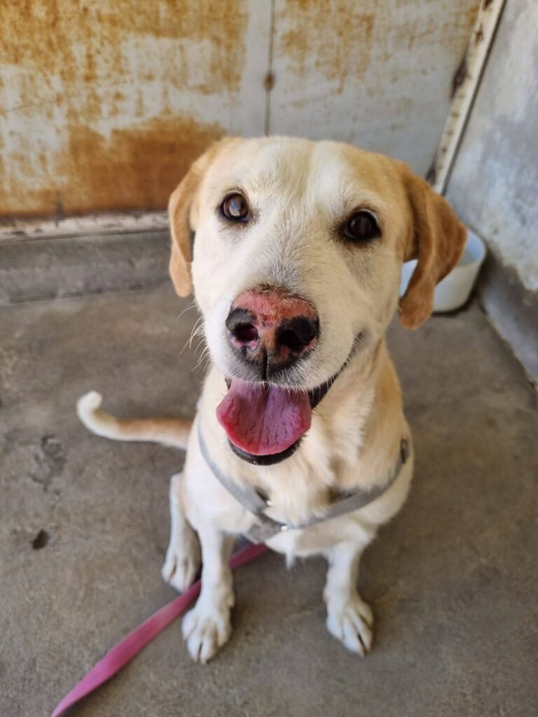 Buscan un hogar para Frida: “Es muy fiel y tiene mucho amor para dar”