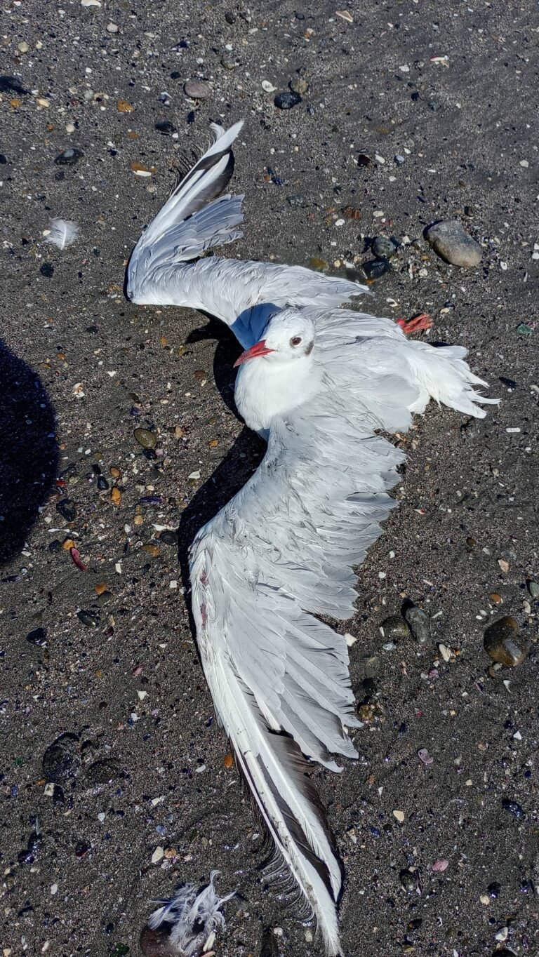 Rescatan a una gaviota de un ataque de perro en Km 8 y buscan asistencia veterinaria