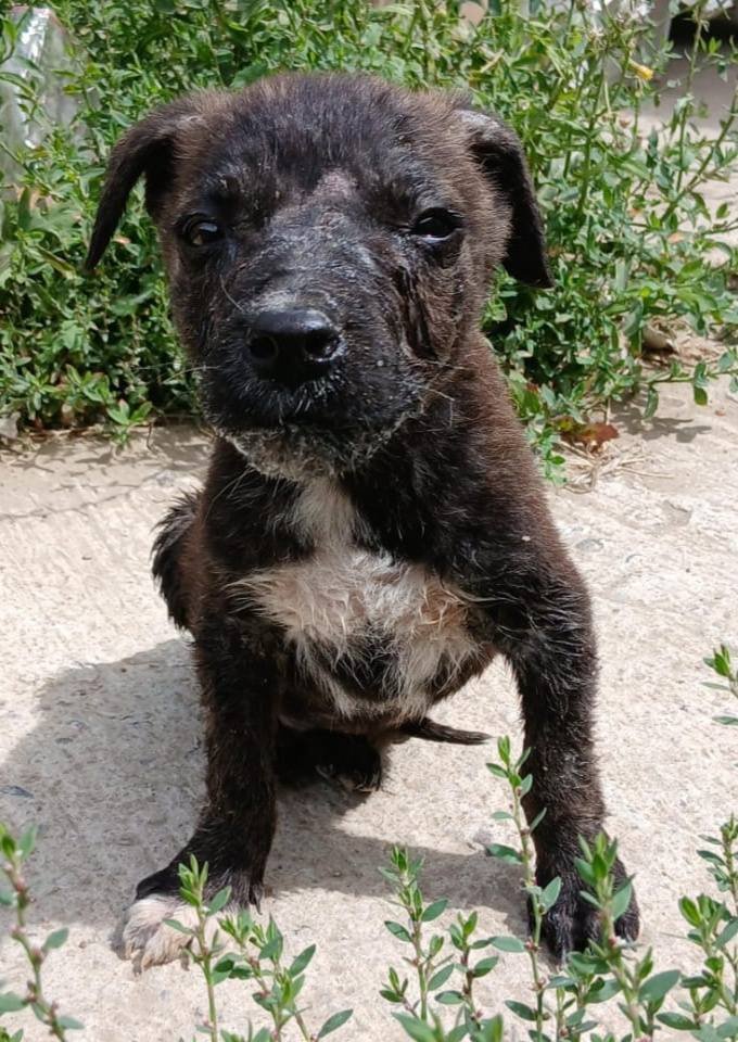 “Buscamos un nuevo comienzo”: rescataron a un cachorro y buscan una familia que lo adopte