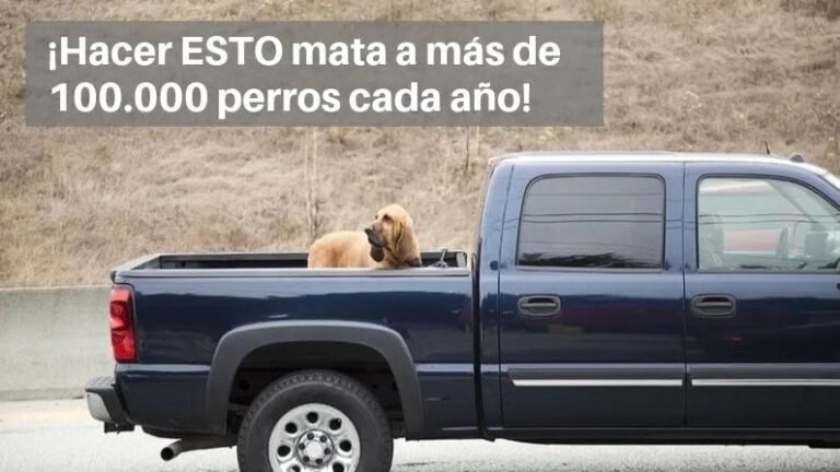 Recuerdan que es ilegal trasladar canes en la caja de camionetas: “Más de 100 mil perros mueren al año por eso”