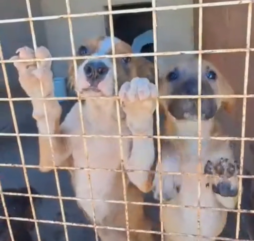 “Se están recuperando física y emocionalmente”: buscan hogar para cachorros rescatados del maltrato