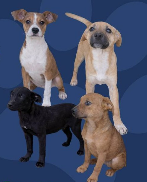 Adopción responsable: buscan hogar para cachorras mestizas de cuatro meses