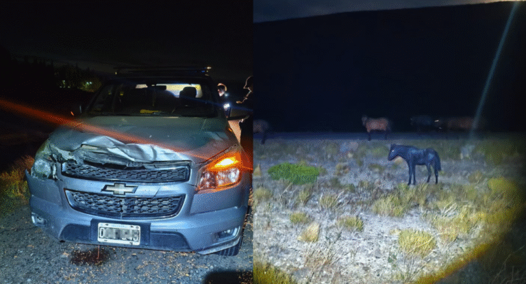 Accidente nocturno: Una camioneta chocó contra un potrillo en la Ruta 3
