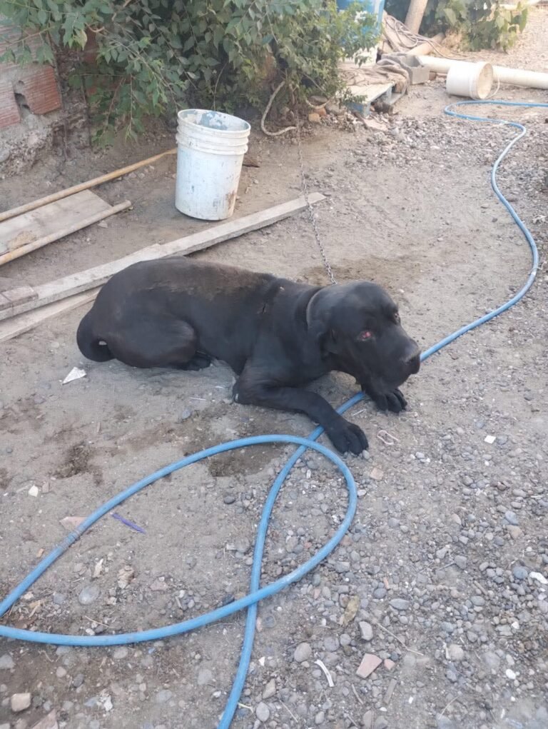 Urgente: Buscan hogar para un Cane Corso que vive atado y espera una segunda oportunidad