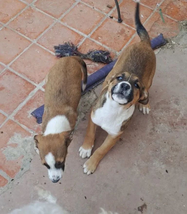 Buscan un hogar de tránsito urgente para dos cachorros rescatados en un caso de maltrato